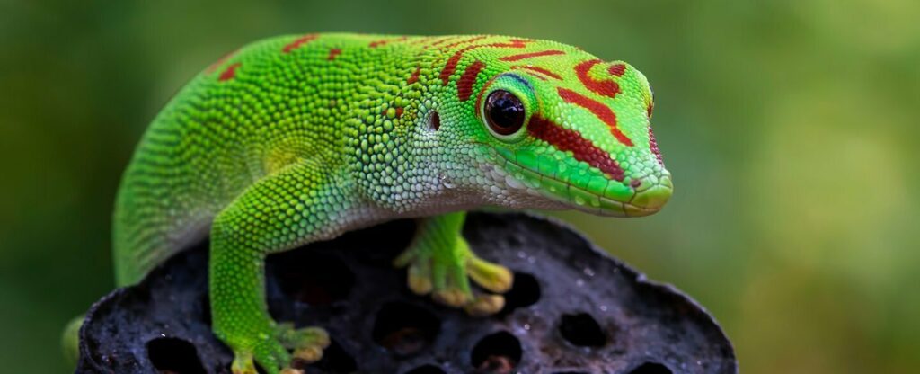 Madagascar Day Gecko Header